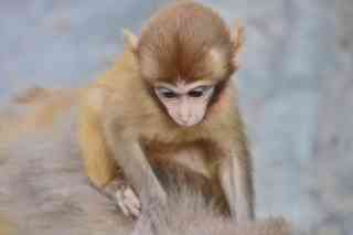 A scenic view of Wulongkou Macaque Reserve