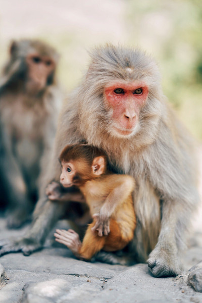 A scenic view of Wulongkou Macaque Reserve