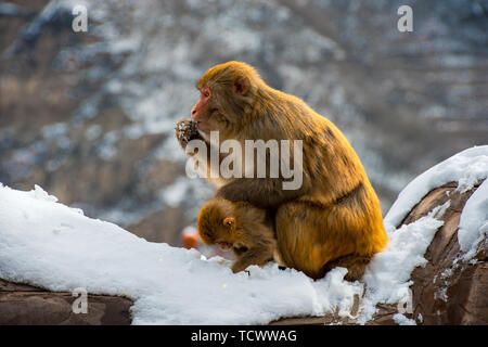 A scenic view of Wulongkou Macaque Reserve