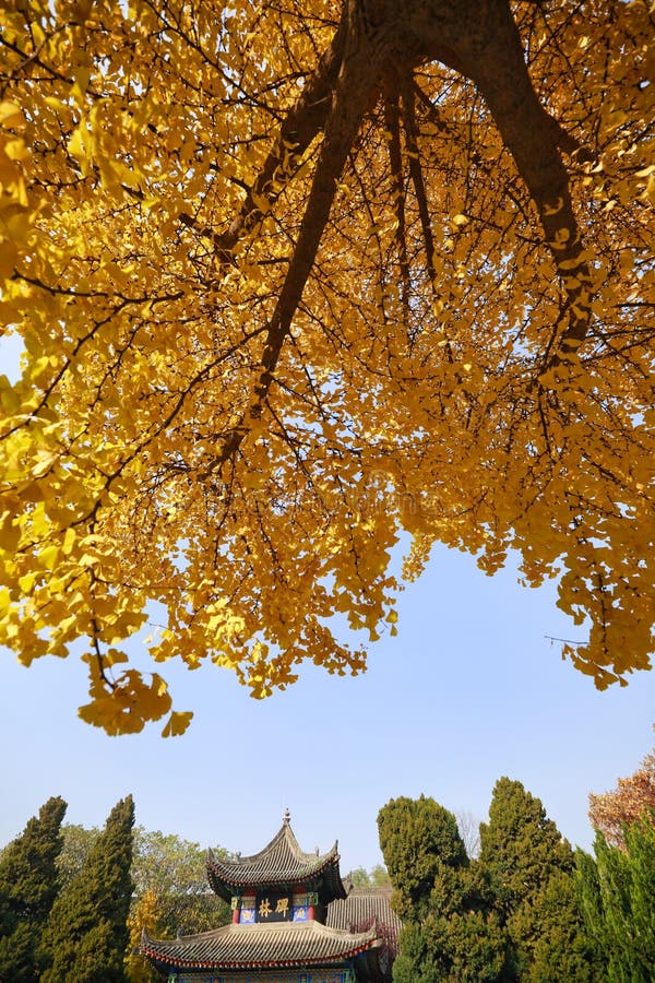 A scenic view of xian_forest_of_steles