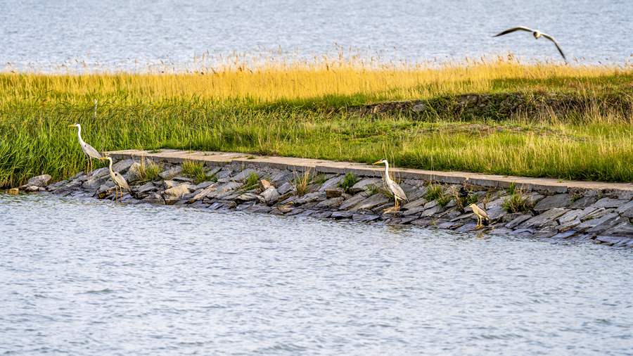 A scenic view of xianghai_national_nature_reserve
