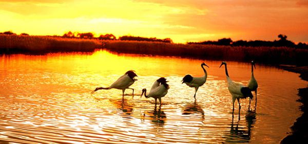 A scenic view of xianghai_national_nature_reserve