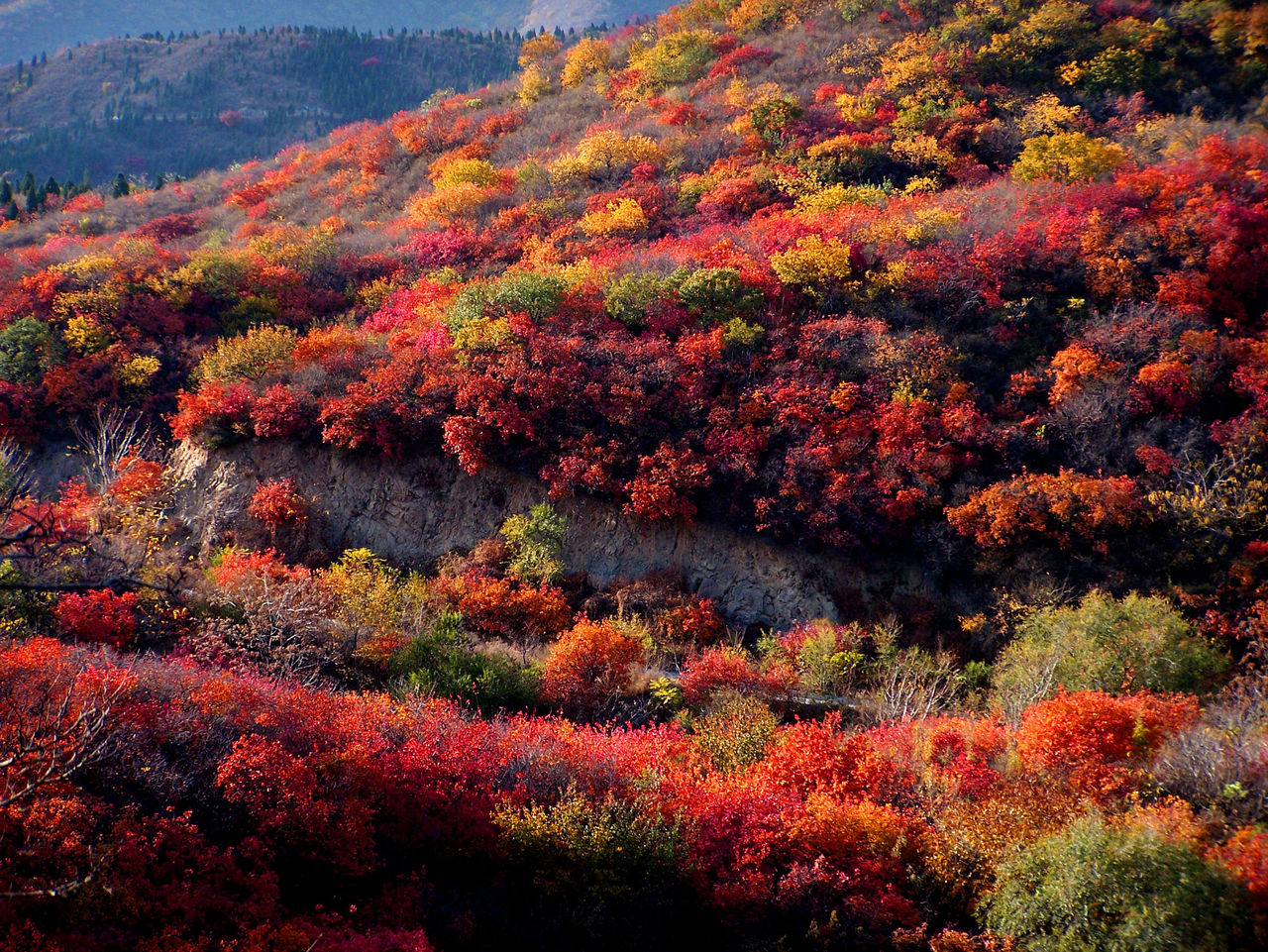 A scenic view of xiangshan park