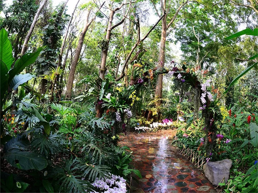 A scenic view of xishuangbanna tropical botanical garden