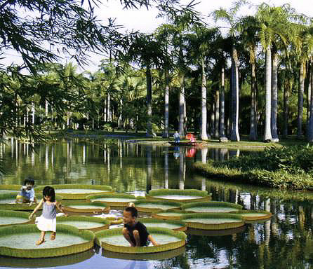 A scenic view of xishuangbanna tropical botanical garden
