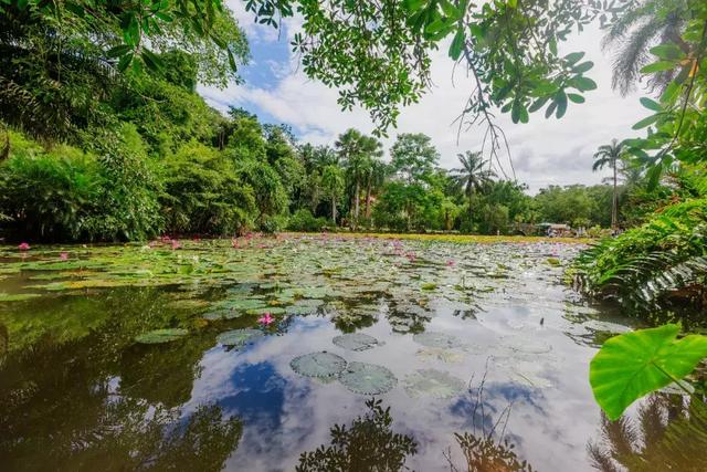 A scenic view of xishuangbanna tropical botanical garden