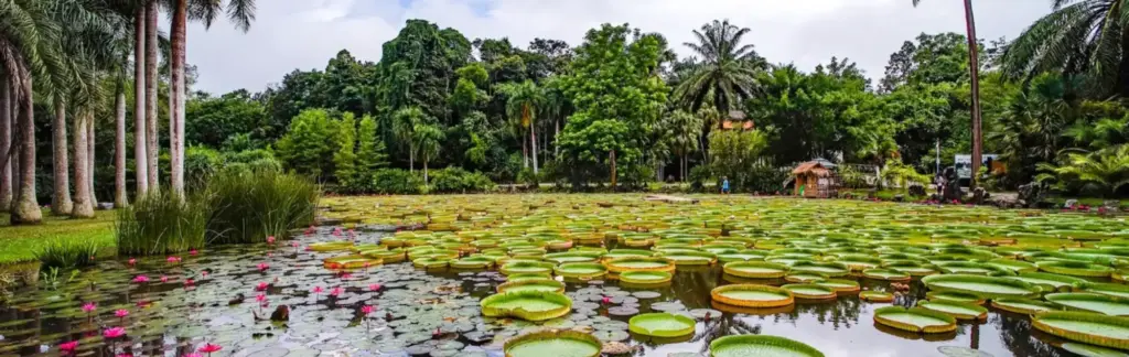 A Day in Xishuangbanna Tropical Botanical Garden: Your Ultimate Travel Guide