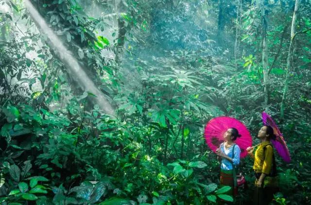 A scenic view of xishuangbanna tropical botanical garden