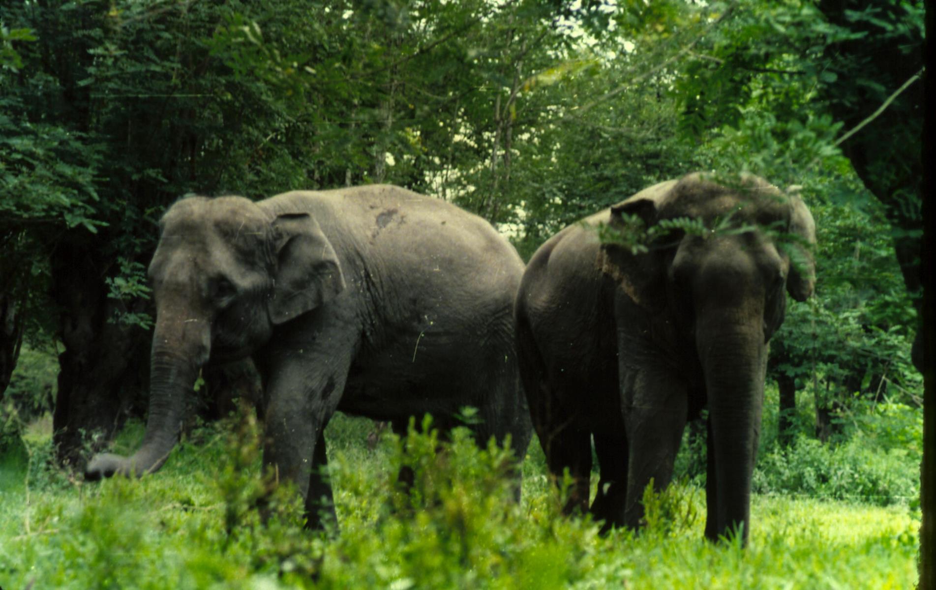 A scenic view of xishuangbanna wild elephant valley