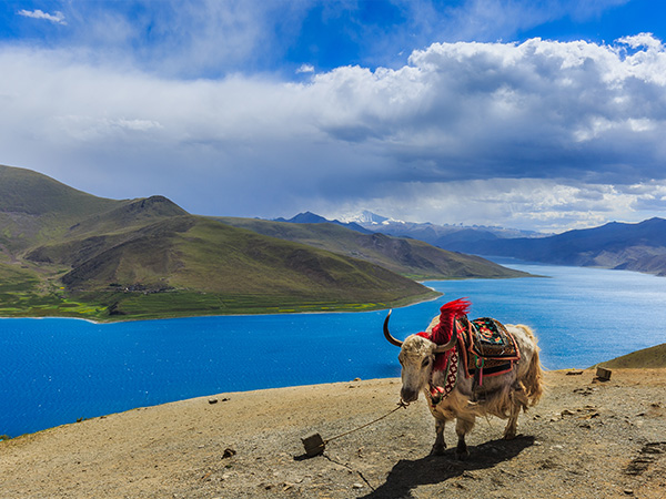 A scenic view of yamdrok lake