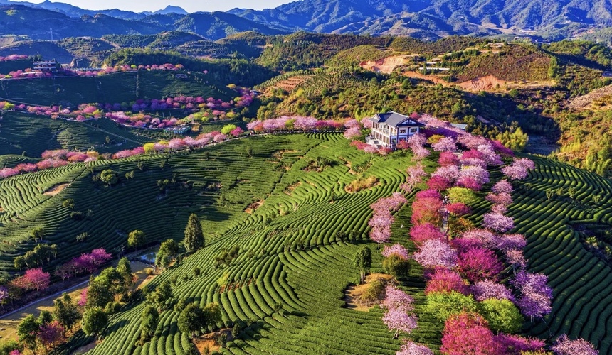 Discover the Enchantment of Yongfu Cherry Blossom Valley: A Springtime Paradise