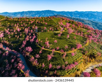 A scenic view of yongfu cherry blossom valley