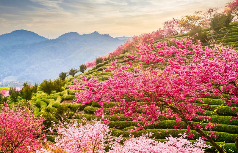 A scenic view of yongfu cherry blossom valley