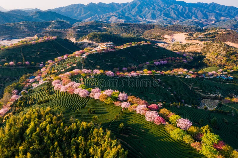 A scenic view of yongfu cherry blossom valley
