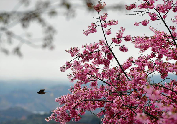A scenic view of yongfu cherry blossom valley