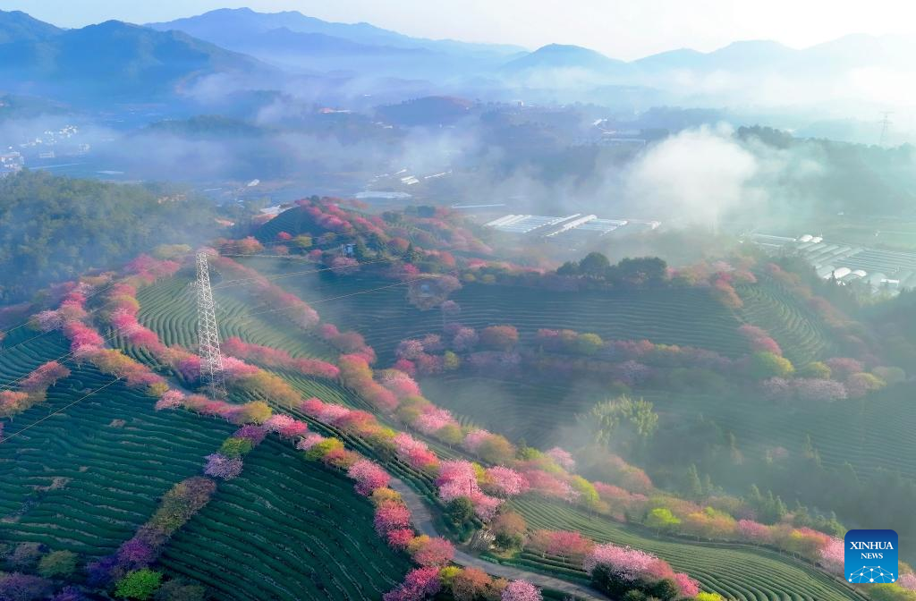 A scenic view of yongfu cherry blossom valley