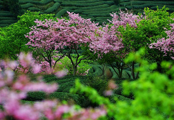 A scenic view of yongfu cherry blossom valley