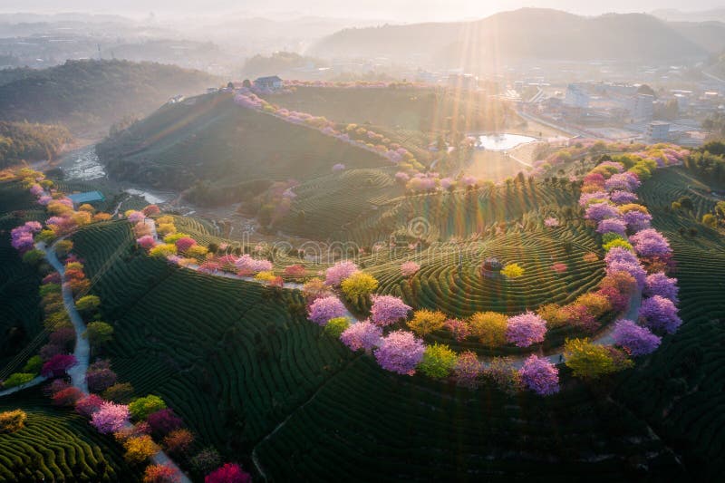 A scenic view of yongfu cherry blossom valley