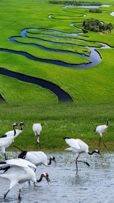 A scenic view of zhalong_nature_reserve