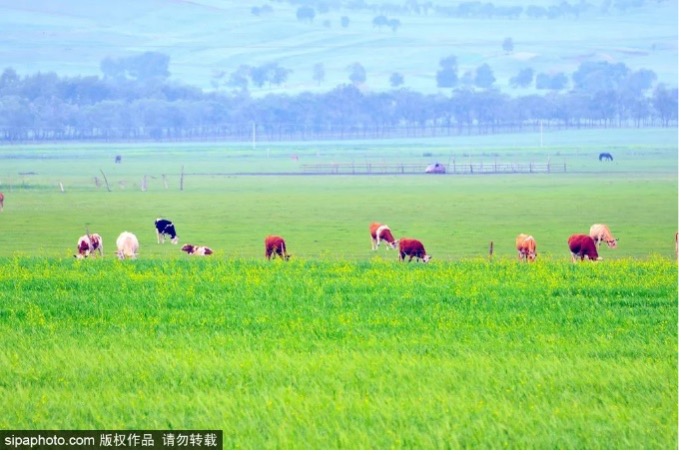 A scenic view of Zhangbei Grassland