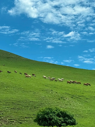 A scenic view of Zhangbei Grassland