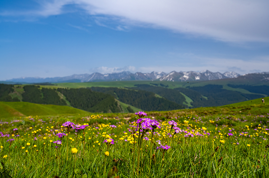 A scenic view of zhongnan grassland